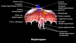 diaphragme anatomie