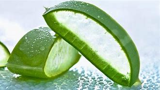 l'aloe vera, la reine des plantes
