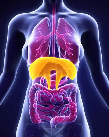 le diaphragme
